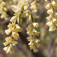 Corylopsis glabrescens